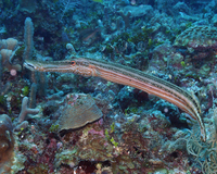 Trumpet Fish 