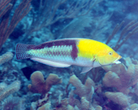 Yellowhead Wrasse 