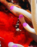 Aneminea Shrimp DSC_0097.jpg