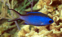 Blue Chromis 
