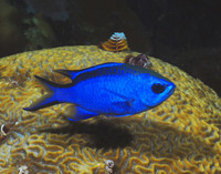 Blue Chromis 