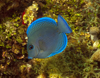 Blue Tang