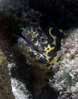 Chain Moray