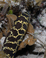 Chain Moray