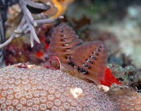 Christmass Tree worm 