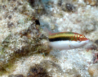 Clown Wrasse Intermediate, Initial/Juvenile Phase