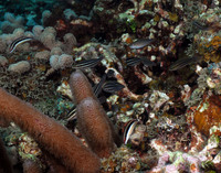 Princess Parrotfish (Juvenile) and Clown Wrasse (Juvenile)