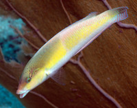 Yellowhead Wrasse Intermediate Phase