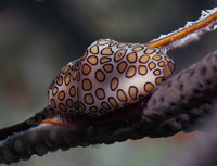 Flamingo  Tongue