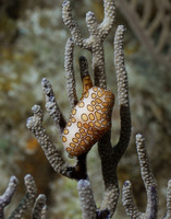 Flamingo Tongue