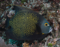 French Angelfish 