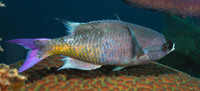 Creole Wrasse