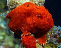Longlure Frogfish