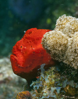 Longlure Frogfish