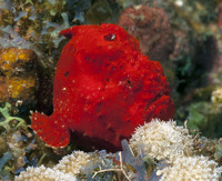 Longlure Frogfish