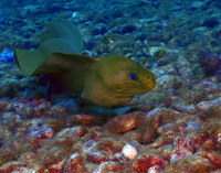 Green Moray