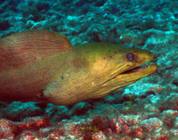Green Moray 