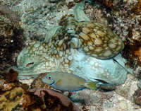 Octopus and Surgeon Fish