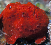 Red Frog Fish 