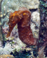 Red Sea Horse 