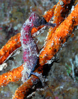 Red Sea Horse Prince on Prince Albert 