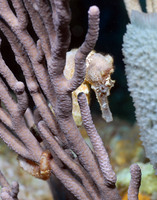 Sea Horse DSC_0024.jpg