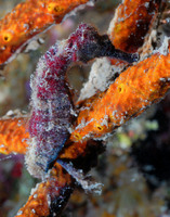 Sea Horse Prince Albert 