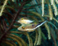 Sharpnosed Puffers 