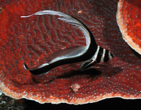 Spotted Drum Mary's Place 