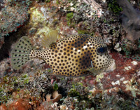 Spotted Trunk Fish 