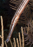 Trumpet Fish 