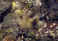 Trunkfish 