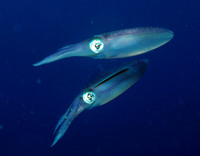 Two Squid 01 