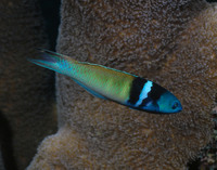 Wrasse DSC_0110.jpg