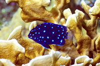 Yellow Tail Damsel Fish 