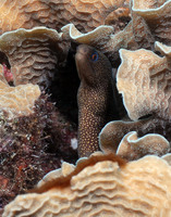 Golden Moray 