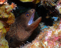 Golden Moray 