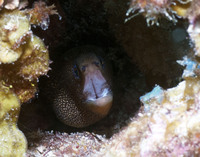 Golden Moray 