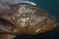 Goliath Grouper 