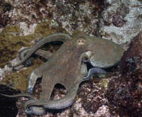 Octapus 