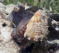 Octopus eating Conch 