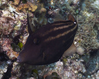 Orange Spotted Filefish 