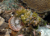 Scorpion Fish 