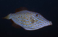 Scrawled Filefish 