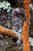 Seahorse on Prince  Albert