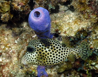 Spotted Trunkfish 
