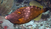 Whitespot Filefish 0396