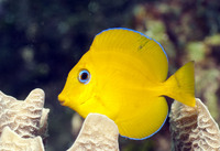 Yellow Tang, Juvenile