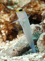 Yellowhead Jawfish