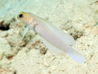 Yellowhead Jawfish 